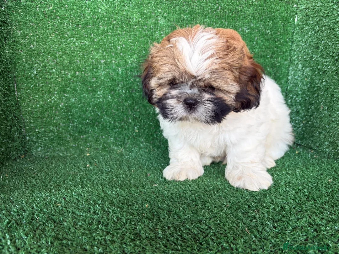 Shih Tzu perros en venta: shih tzu - Anuncio 6