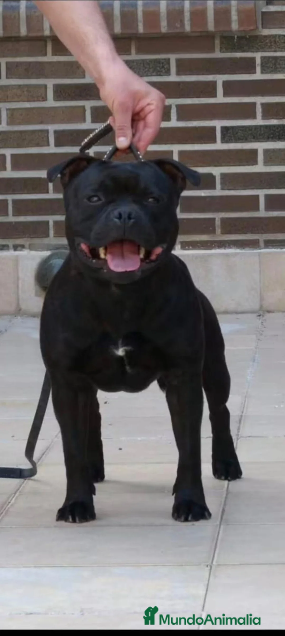 Staffordshire Bull Terrier perros en venta: Cachorros de Staffordshire bull terrier - Anuncio 2