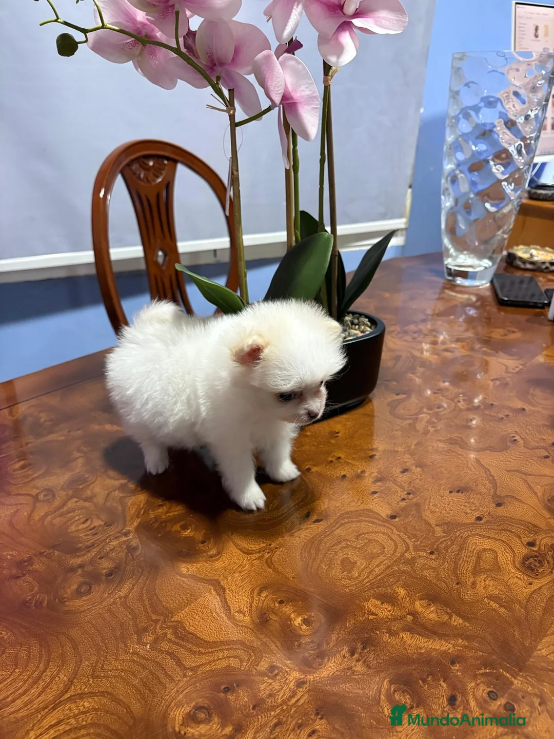 Pomerania perros en venta: Lulu de Pomerania mini toy hembra blanca naranja - Anuncio 6