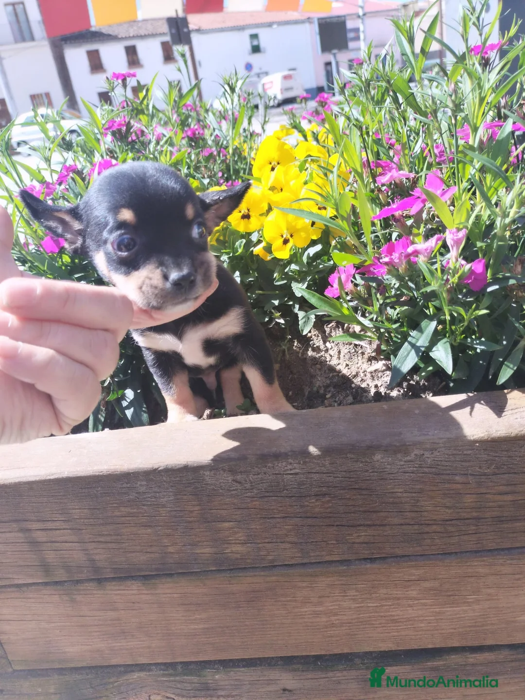 Chihuahua perros en venta: Chihuahua machos - Anuncio 1