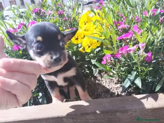 Chihuahua perros Chihuahua machos - Anuncio 1