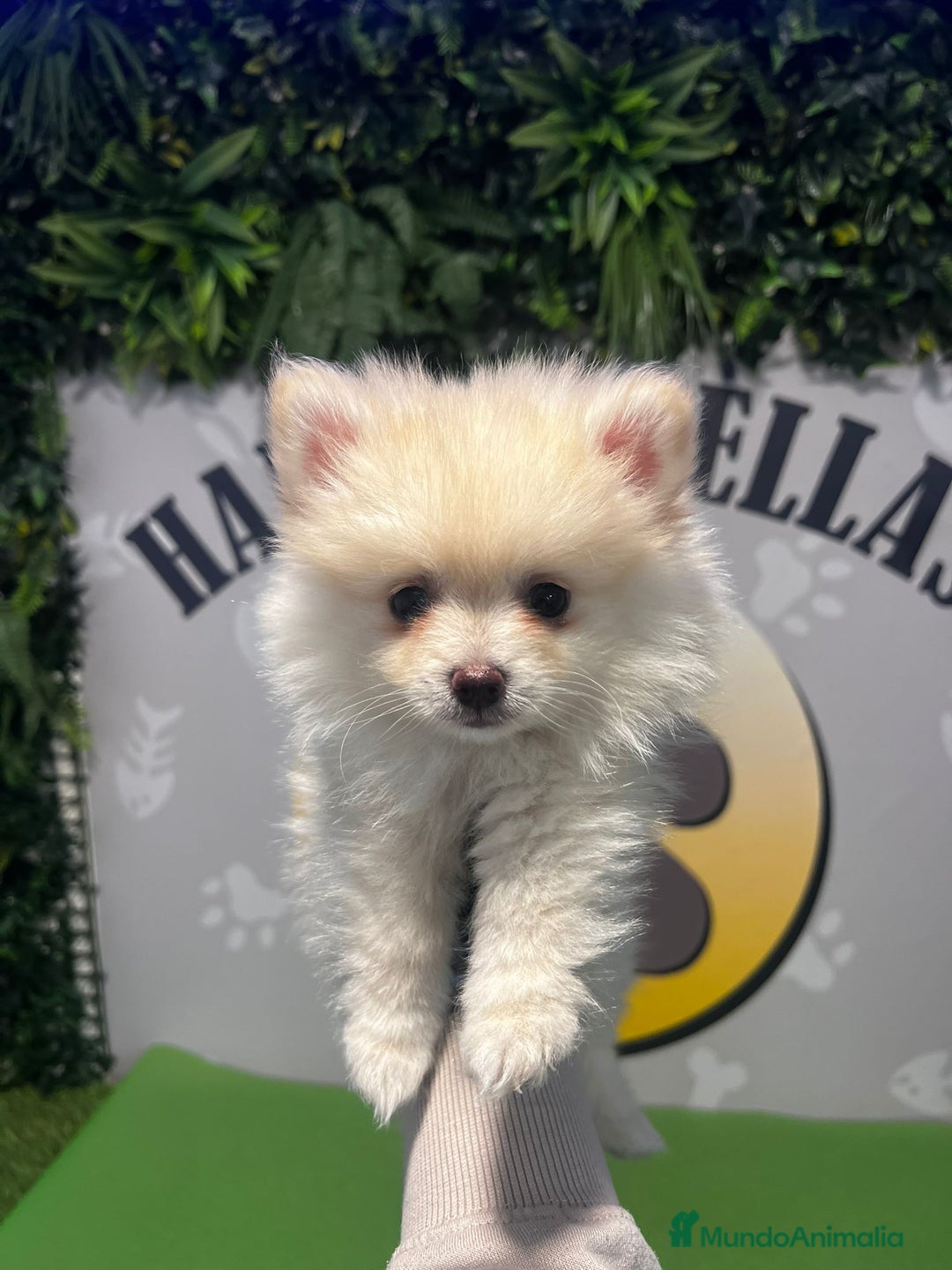 Pomerania perros en venta: BEBE POMERANIA 💙 - Imagen 2