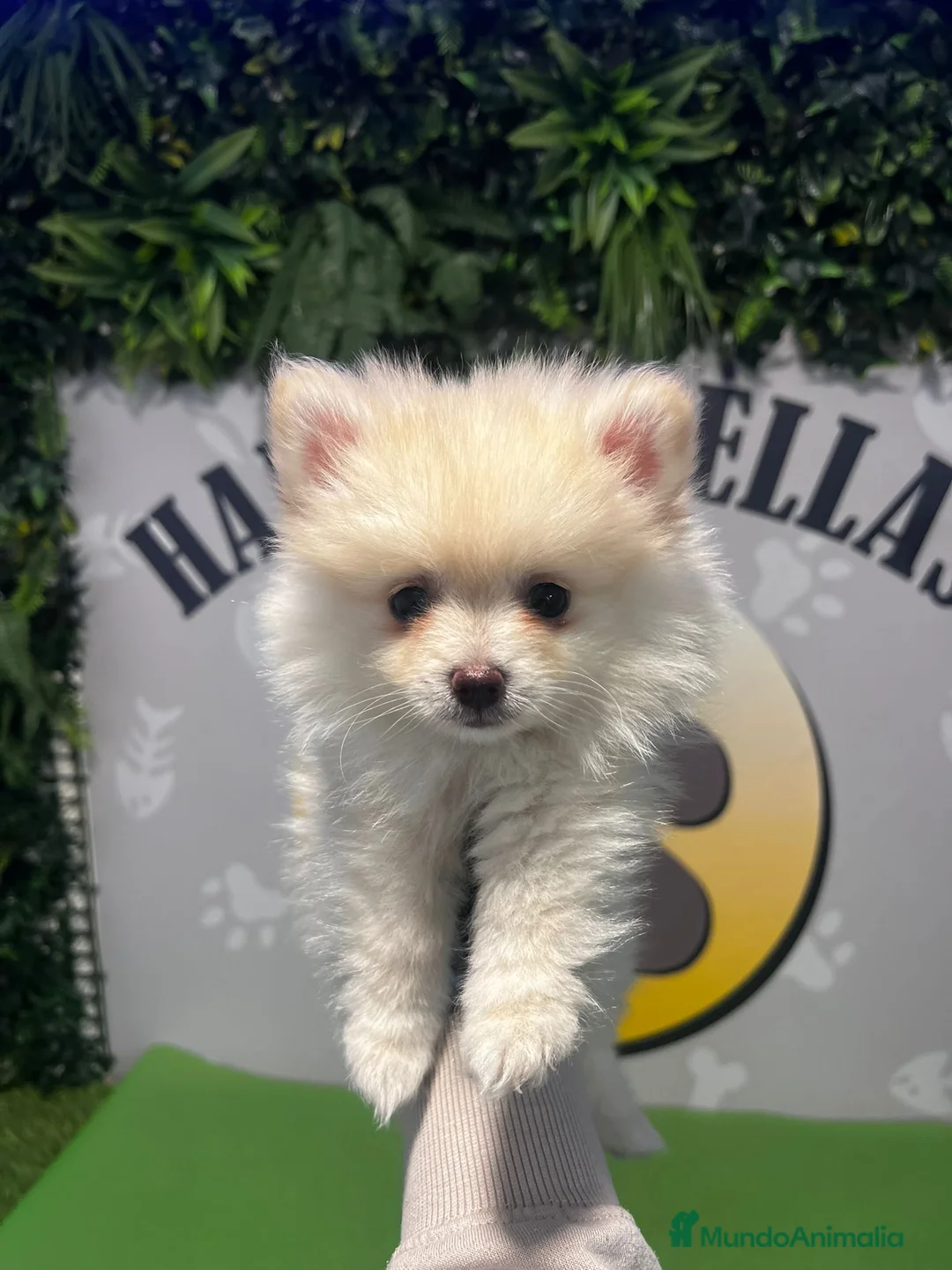 Pomerania perros en venta: BEBE POMERANIA 💙 - Anuncio 2