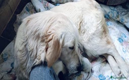 Golden Retriever perros en venta: Golden retrivier  - Imagen 2