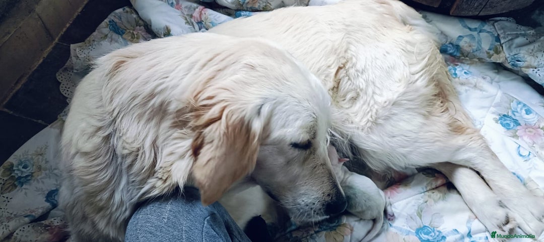 Golden Retriever perros en venta: Golden retrivier  - Imagen 2