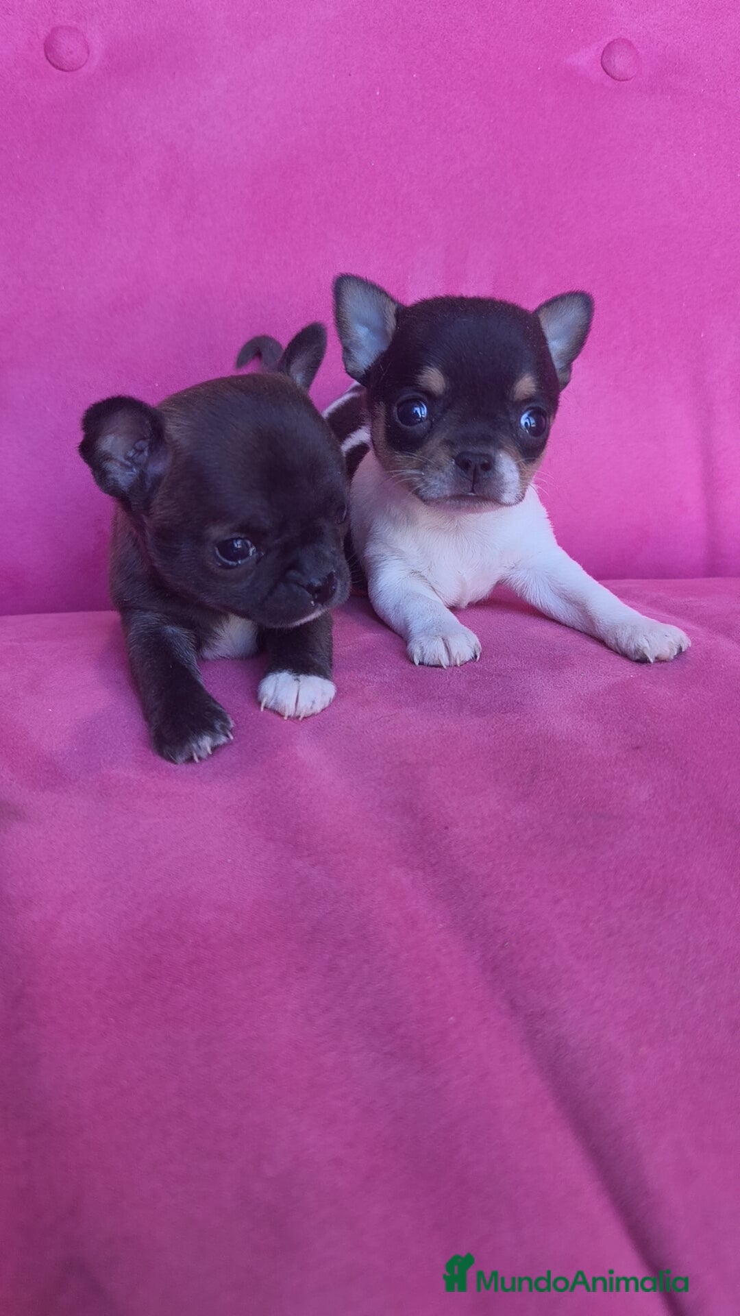 Chihuahua perros en venta: Chihuahua Toy macho y hembra  - Anuncio 3