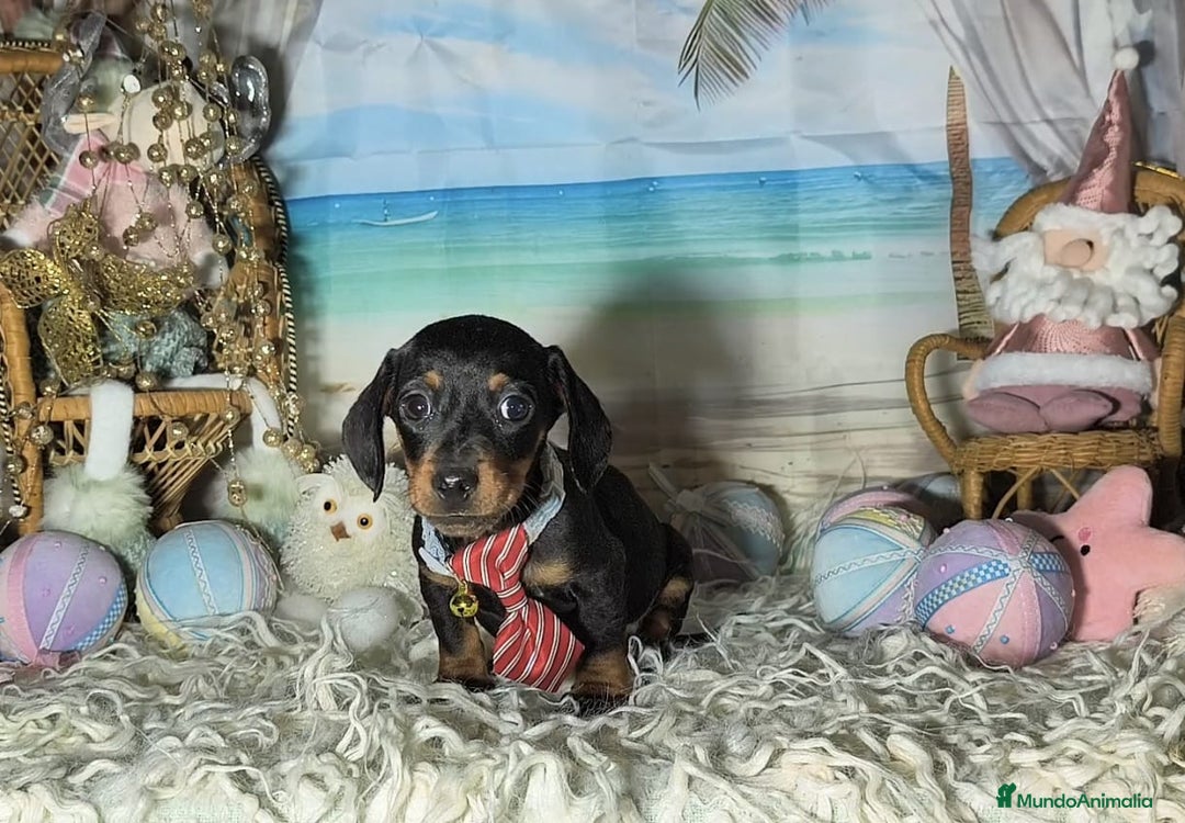 Teckel perros en venta: Teckel kanichen  - Anuncio 7