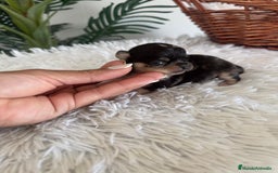Chihuahua perros en venta: CHIHUAHUA HEMBRA MERLE - Imagen 4