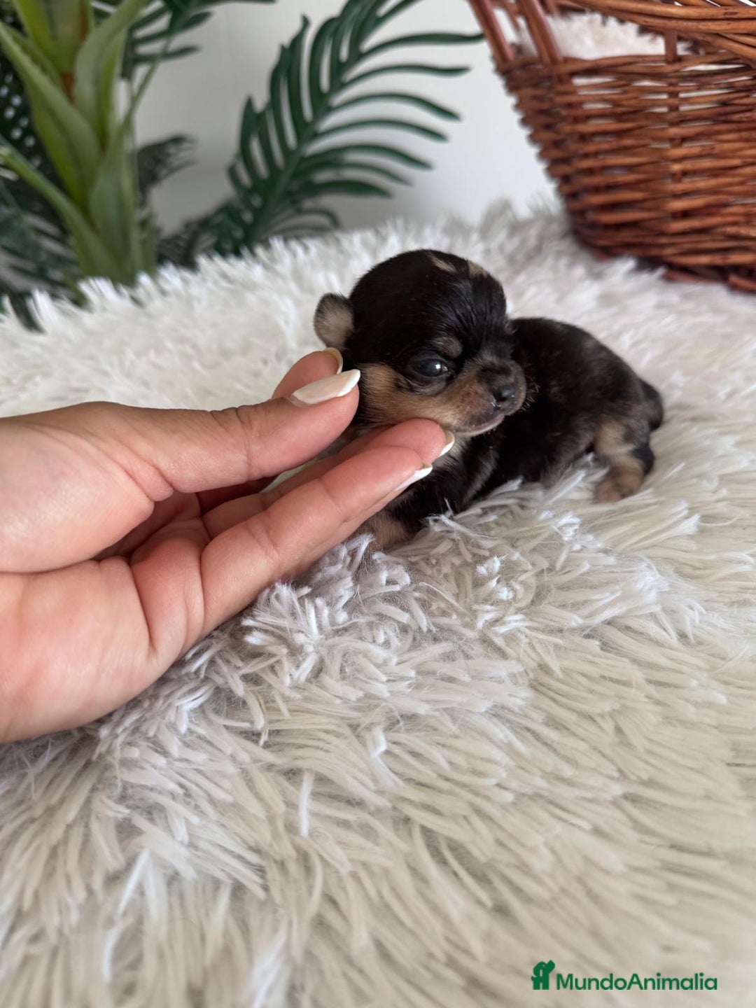 Chihuahua perros en venta: CHIHUAHUA HEMBRA MERLE - Imagen 4
