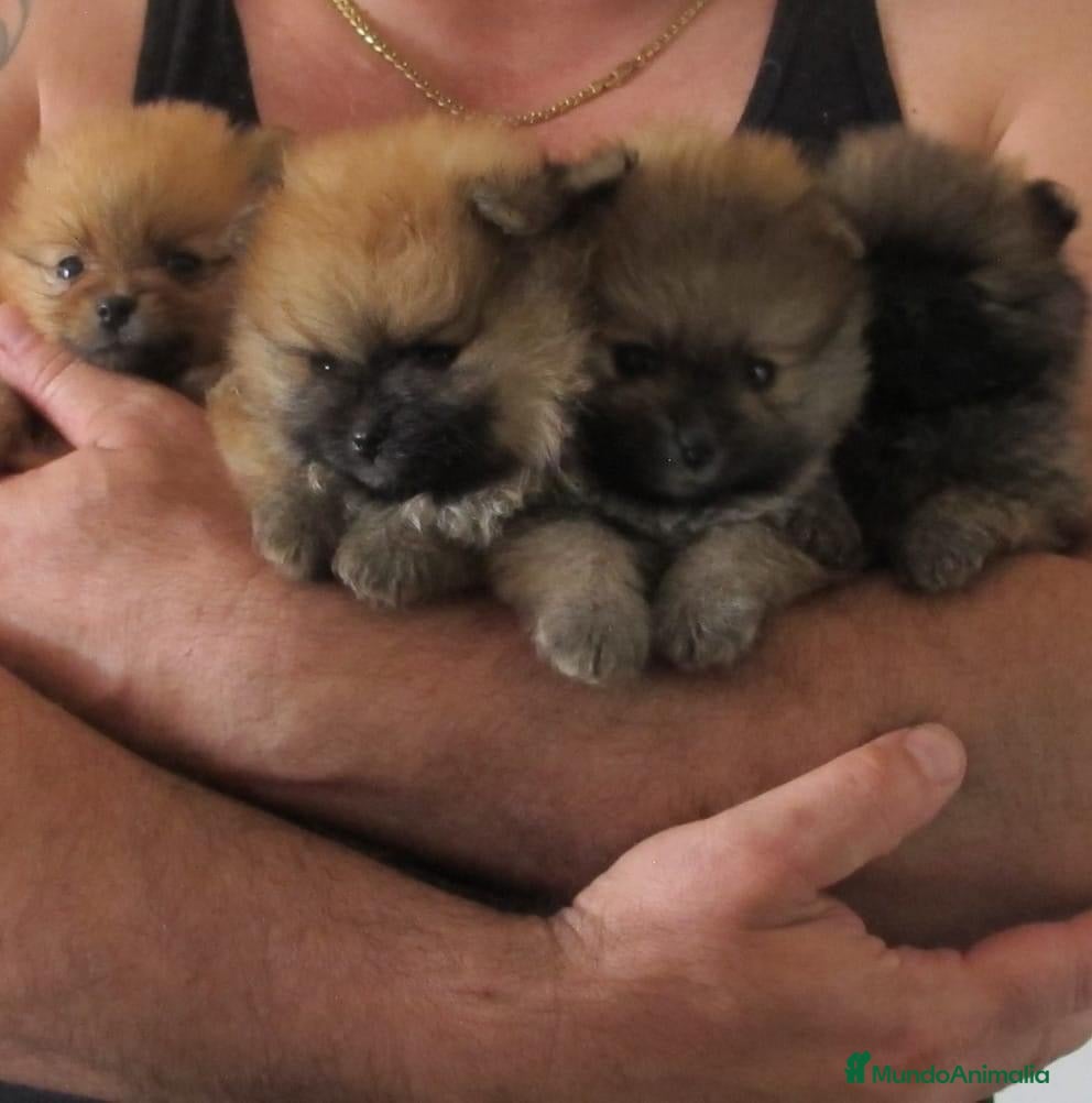 Pomerania perros POMERANIAS ENANOS !!!!!!!!!!!! en Badajoz - Anuncio 37
