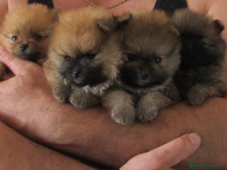 Pomerania perros en Badajoz - Anuncio 1