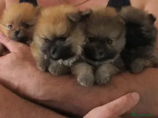 Pomerania perros POMERANIAS ENANOS !!!!!!!!!!!! en Badajoz - Anuncio 42