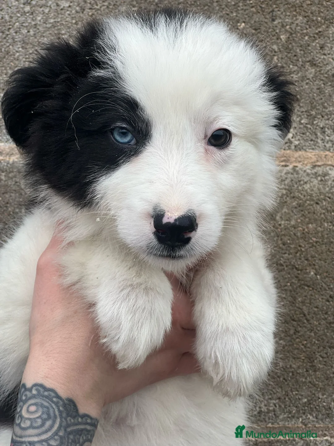 Border Collie perros en venta: Border collie  en Barcelona - Anuncio 2