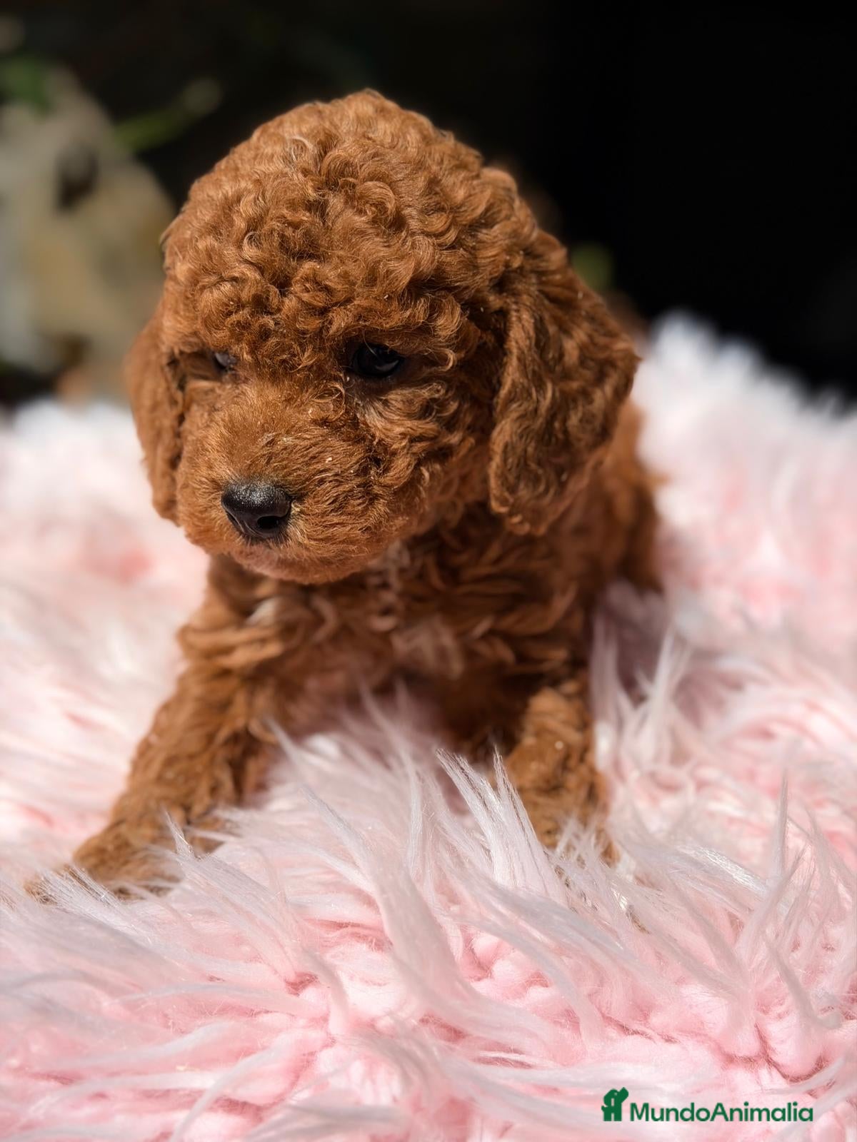 Raza Mixta perros CANICHE TOY ROJO INTENSO HEMBRA - Anuncio 1