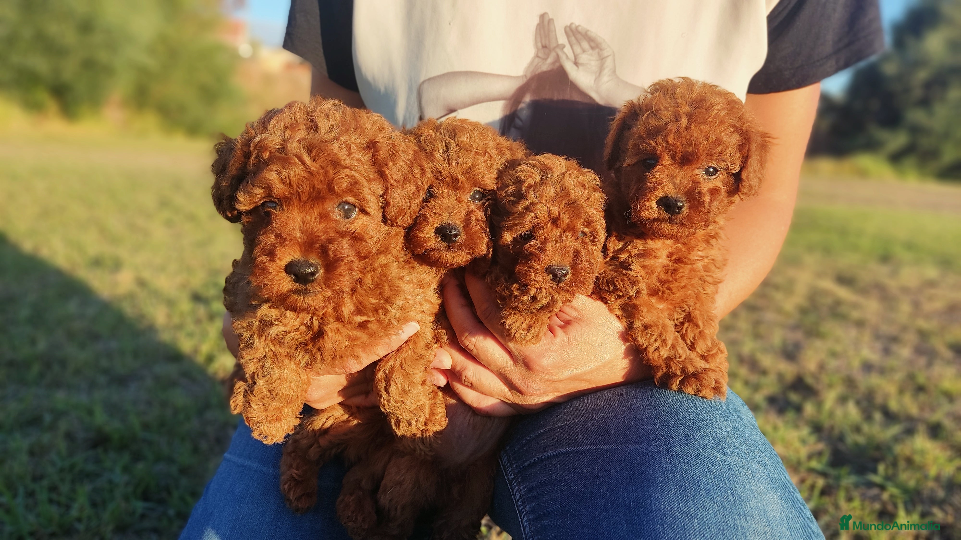 Caniche Enano perros Caniche Toy Rojo enano - Anuncio 3