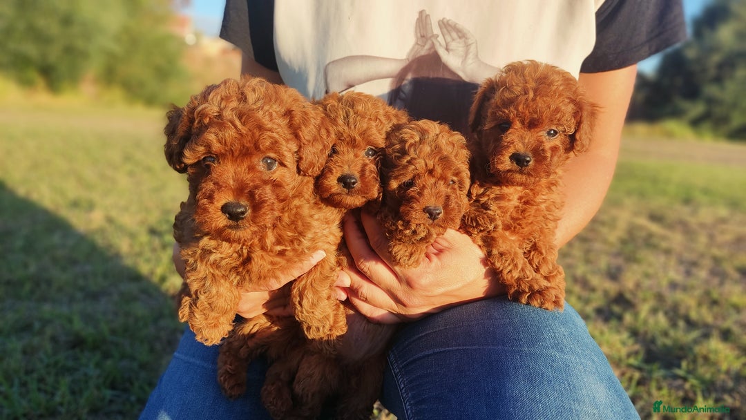 Caniche Enano perros en venta: Caniches Rojos enanos - Imagen 1