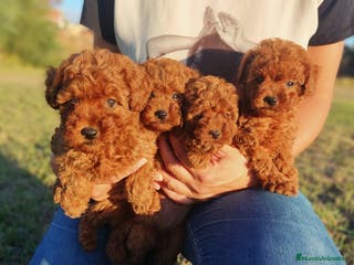 Caniche Enano perros Caniche Toy Rojo enano - Anuncio 3