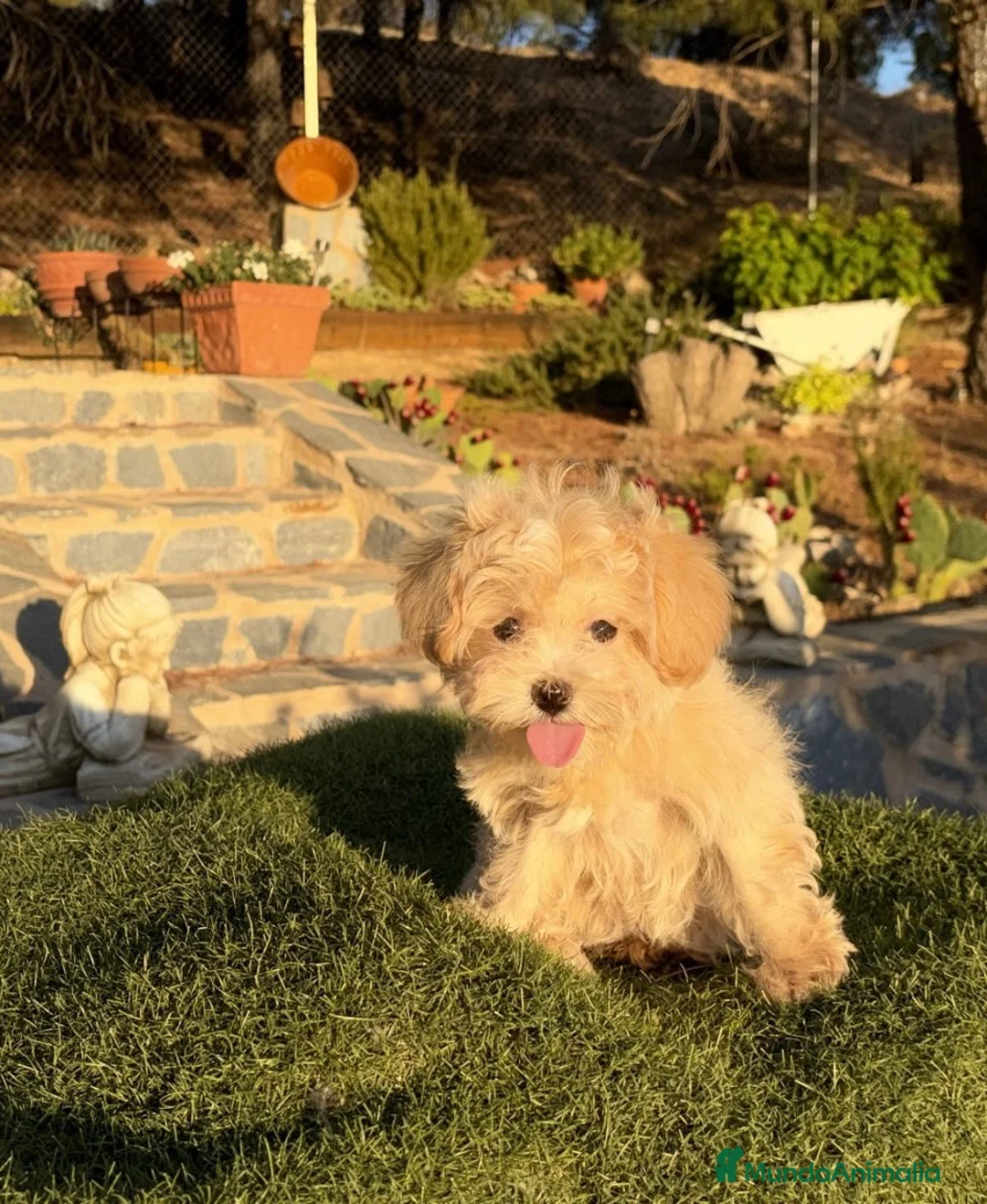 Maltipoo perros en venta: Maltipoo toy muy bonita !!!! - Anuncio 4