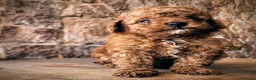 Caniche Toy perros en venta: Caniche toy precio real - Anuncio 4
