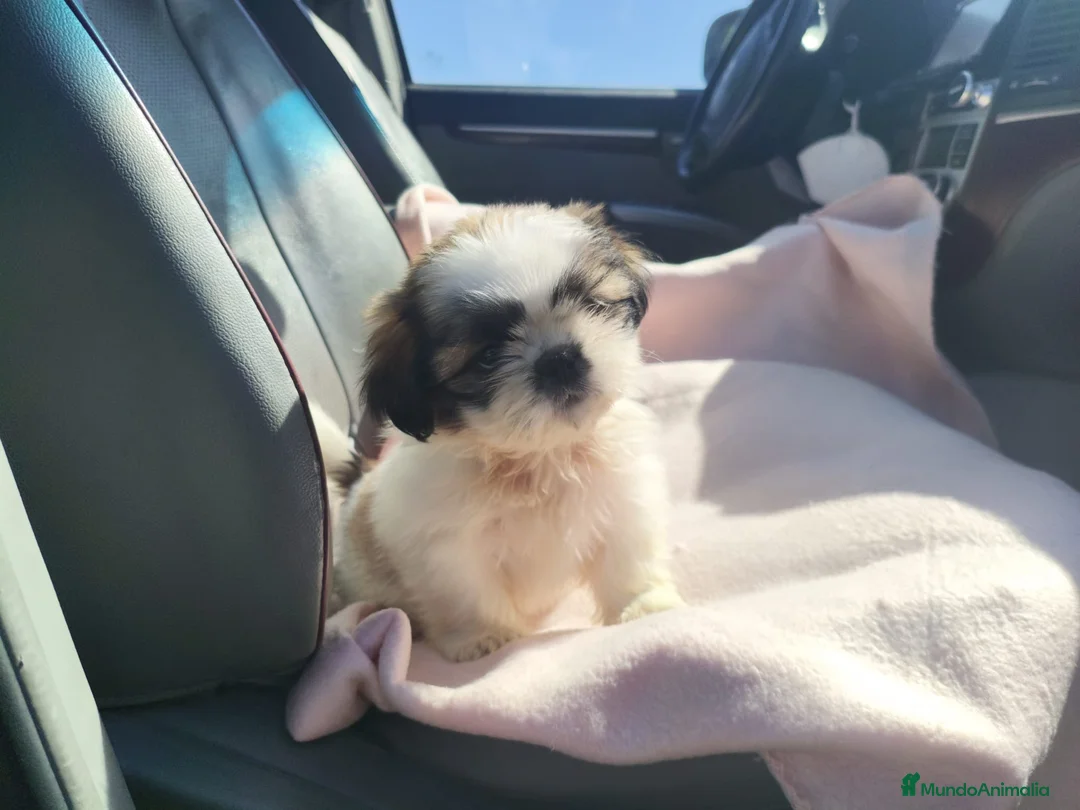Shih Tzu perros en venta: Shih tzu - Anuncio 5