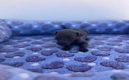 Whippet perros en venta: Whippet blue  - Imagen 24