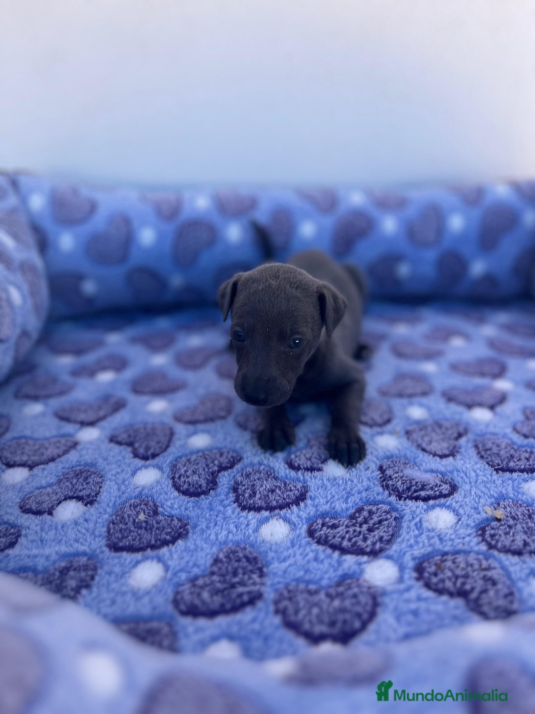 Whippet perros en venta: Whippet blue  - Imagen 24