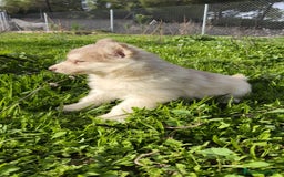 Husky Siberiano perros en venta: Machos Husky siberiano  - Imagen 1