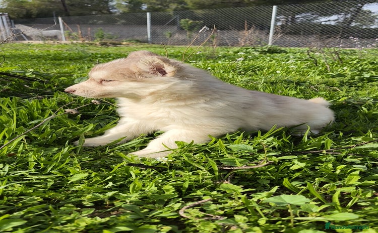 Husky Siberiano perros - Anuncio 1