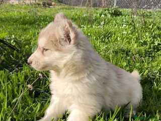 Husky Siberiano perros - Anuncio 34