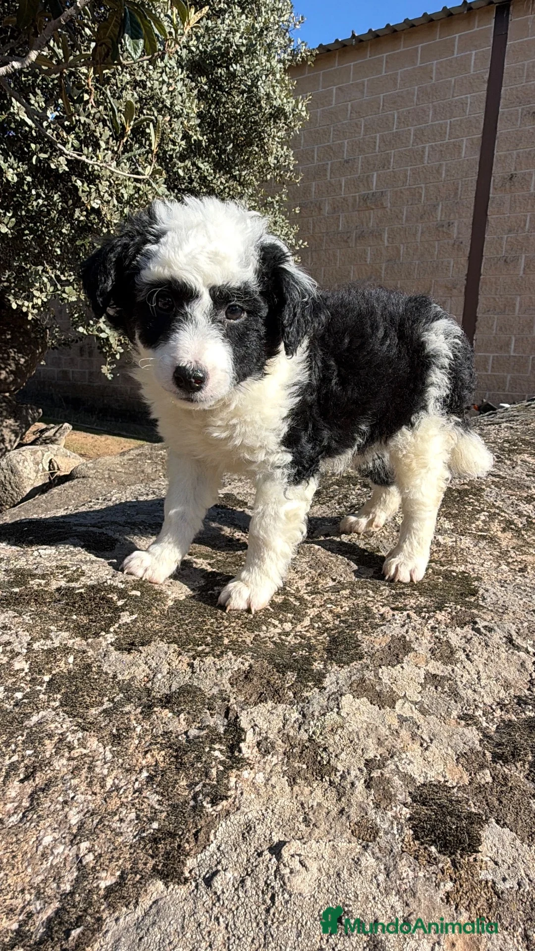 Raza Mixta perros en venta: Preciosos cachorros Aussiedoodle  - Anuncio 1