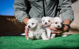 Bichón Maltés perros en venta: Preciosos Bichon maltes - Anuncio 3