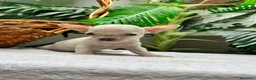Chihuahua perros en venta: CHIHUAHUA-OJOS AZULES - Anuncio 5