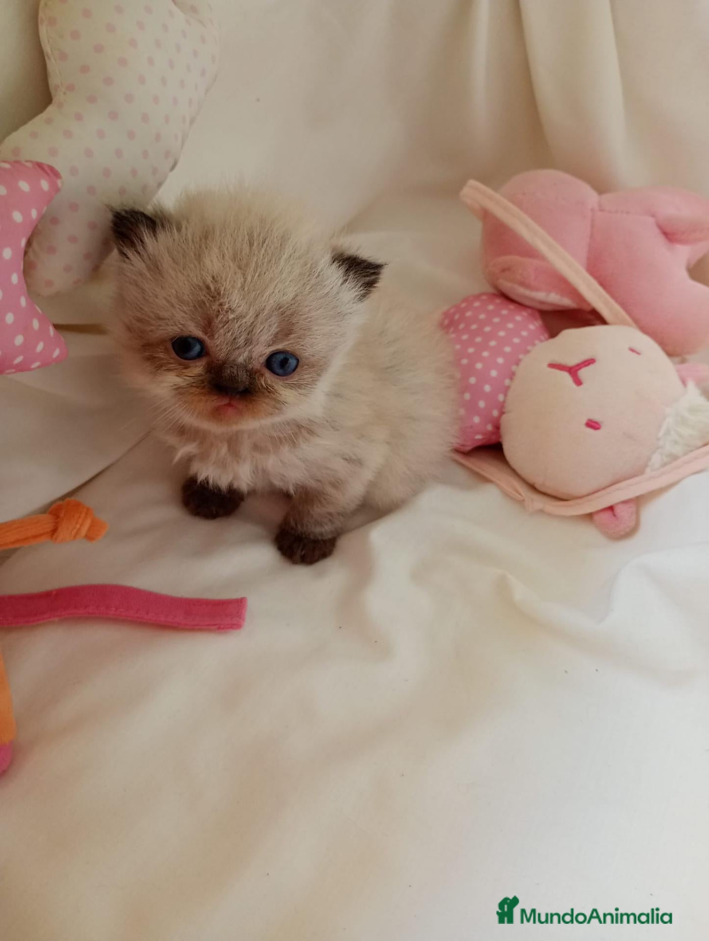 Persa gatos Gatitos persa y malayo - Anuncio 1