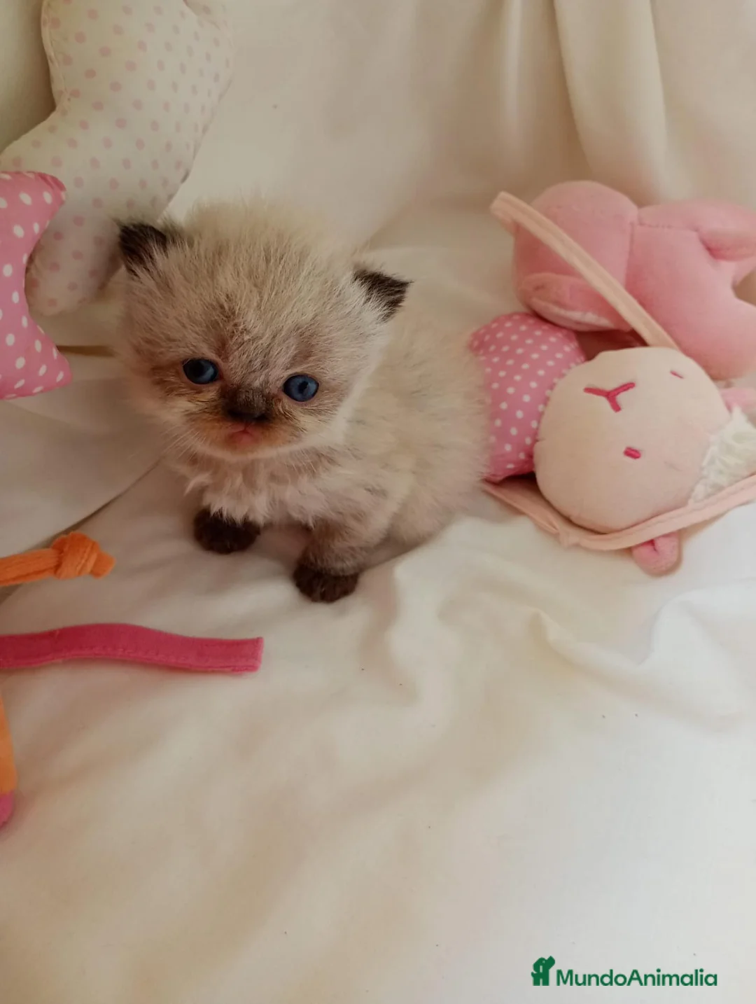 Persa gatos en venta: Gatitos persa y malayo - Anuncio 1