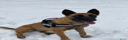 Pastor Belga Malinois perros en venta: PASTOR BELGA MALINOIS 🐾🐕 - Anuncio 2