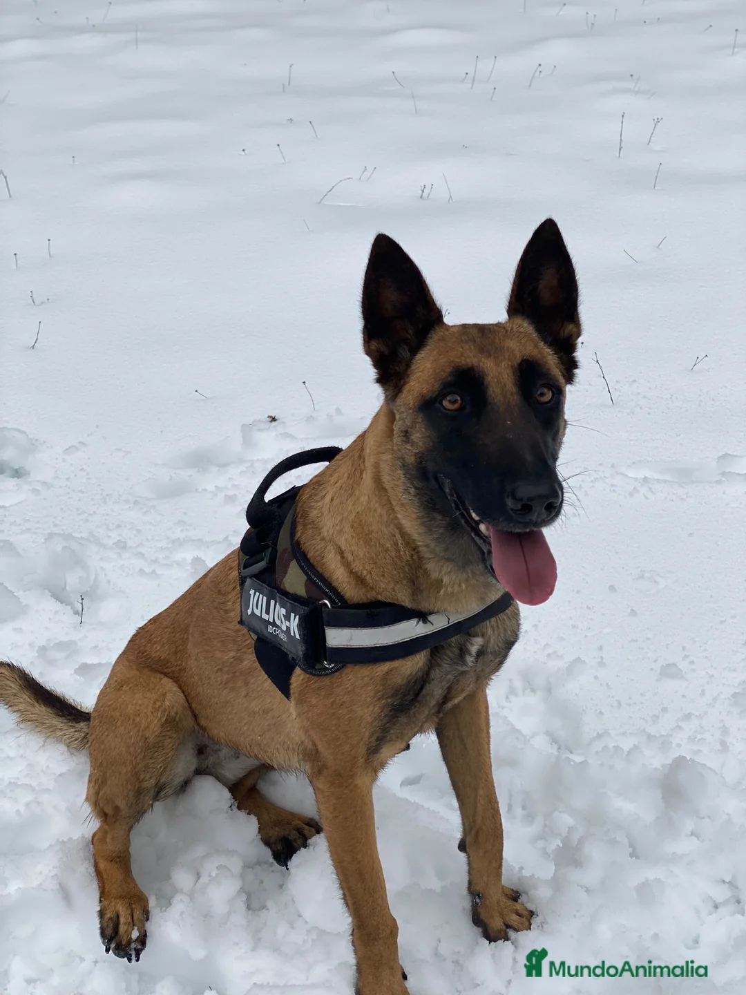 Pastor Belga Malinois perros en venta: PASTOR BELGA MALINOIS 🐾🐕 - Anuncio 2