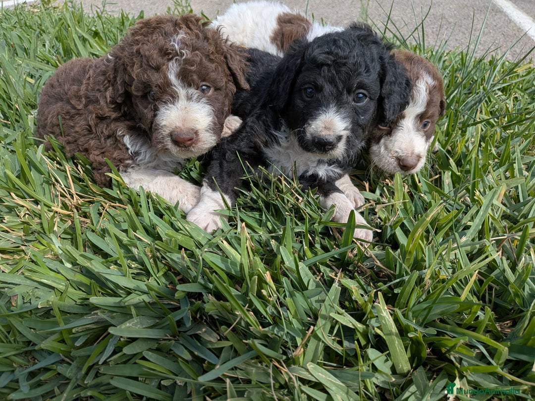 Perro de Agua Español perros en venta: Perro de agua  - Imagen 10