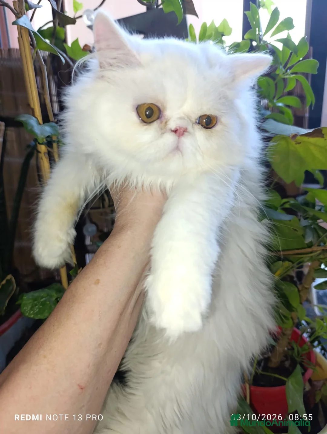 Persa gatos en venta: Macho de persa chinchilla - Anuncio 1