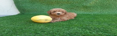 Caniche Toy 8