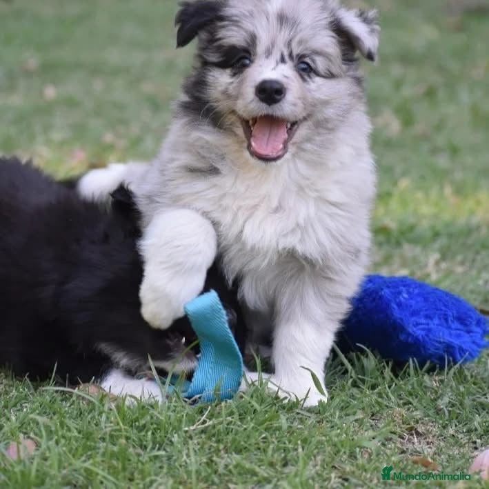 Border Collie perros BORDER COLLIE DESDE 350 € !! LLÁMENOS - Anuncio 2
