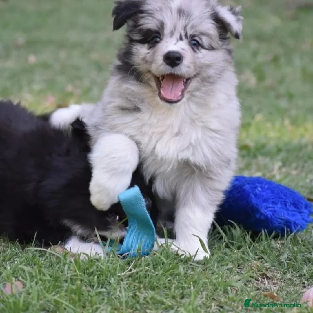 Border Collie perros en venta: BORDER COLLIE DESDE 350 € !! LLÁMENOS - Anuncio 2