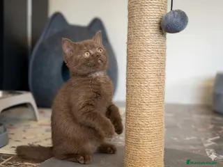 Británico de Pelo Corto gatos BRITISH SHORTHAIR CHOCOLATE - Anuncio 4