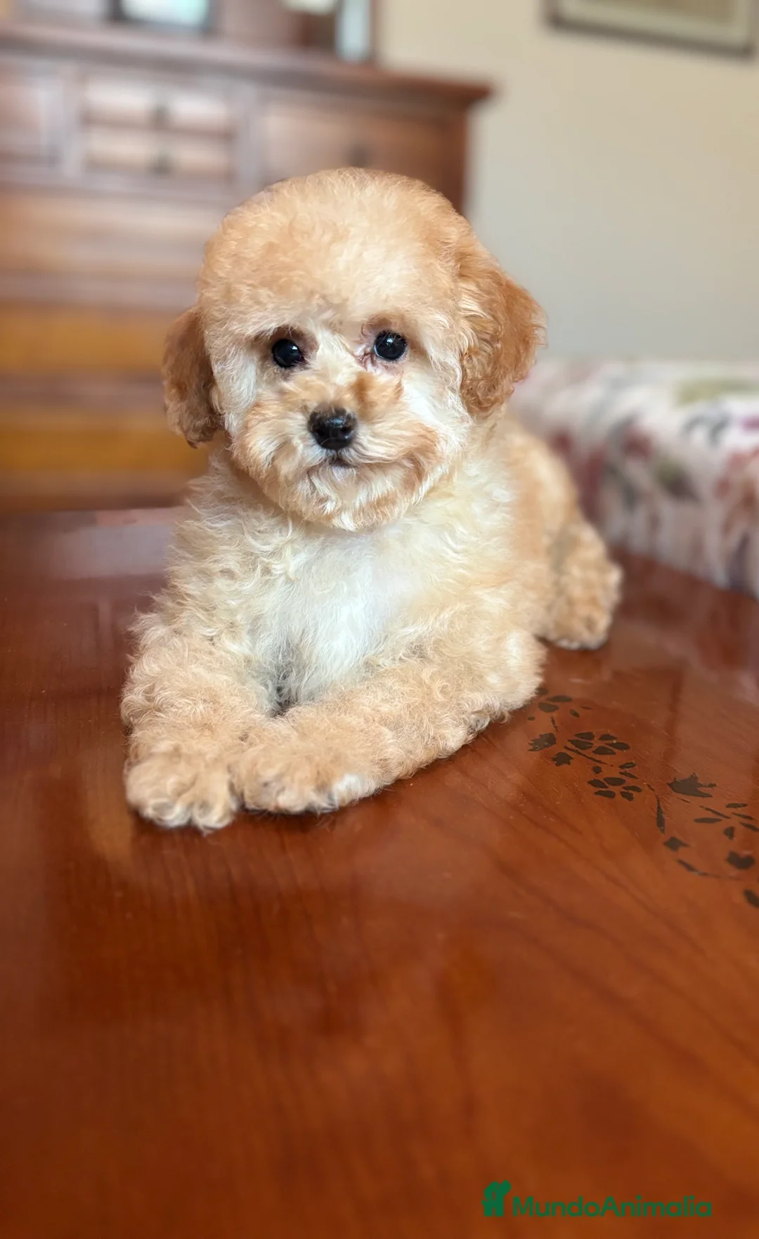 Caniche Toy perros en venta: Caniche toy apricot !!! - Anuncio 3