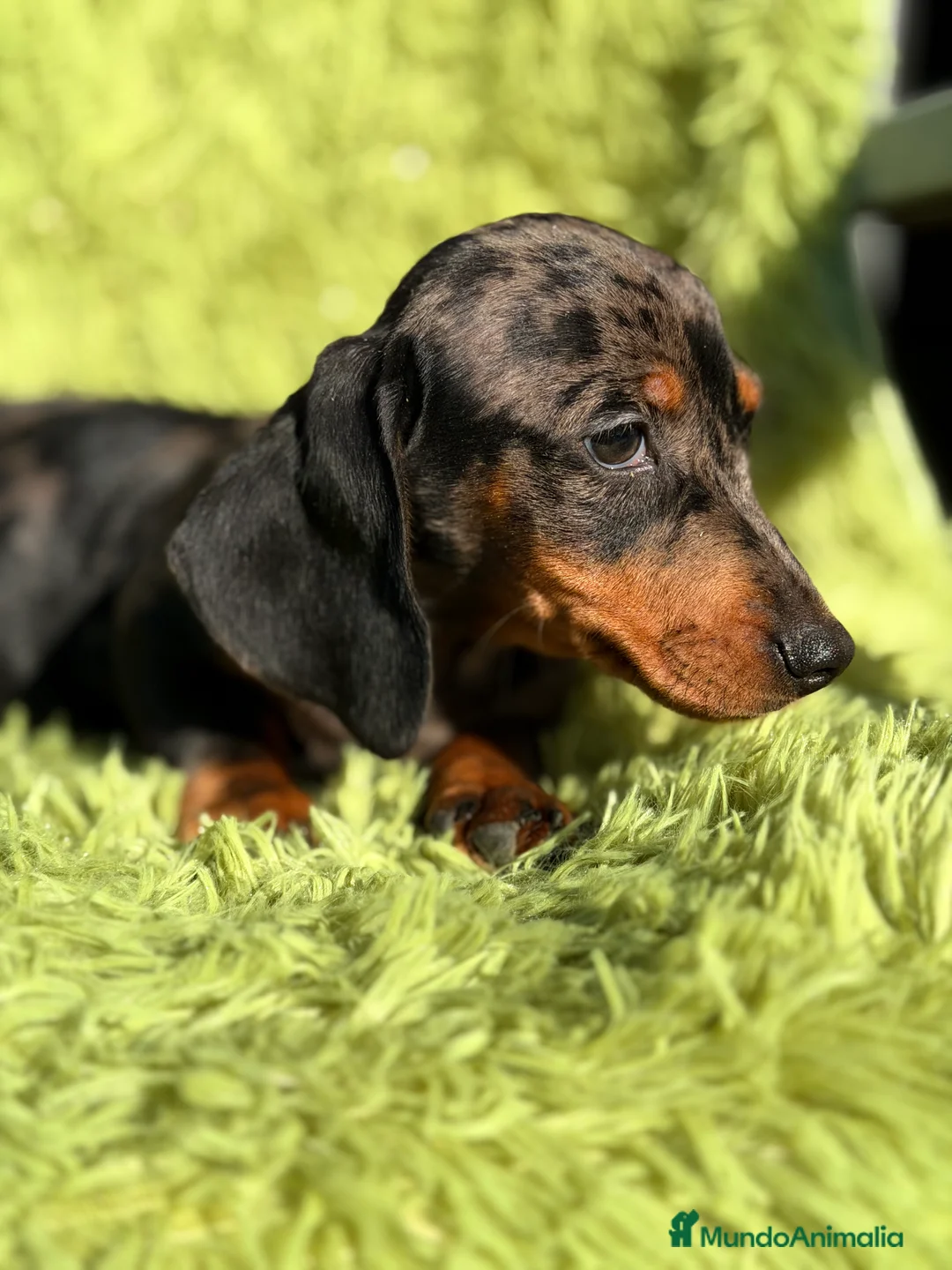 Teckel Miniatura perros en venta: Teckel miniatura Arlequin  - Anuncio 5