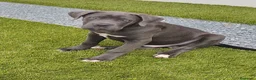 Cane Corso perros en venta: Cane corso - Anuncio 3