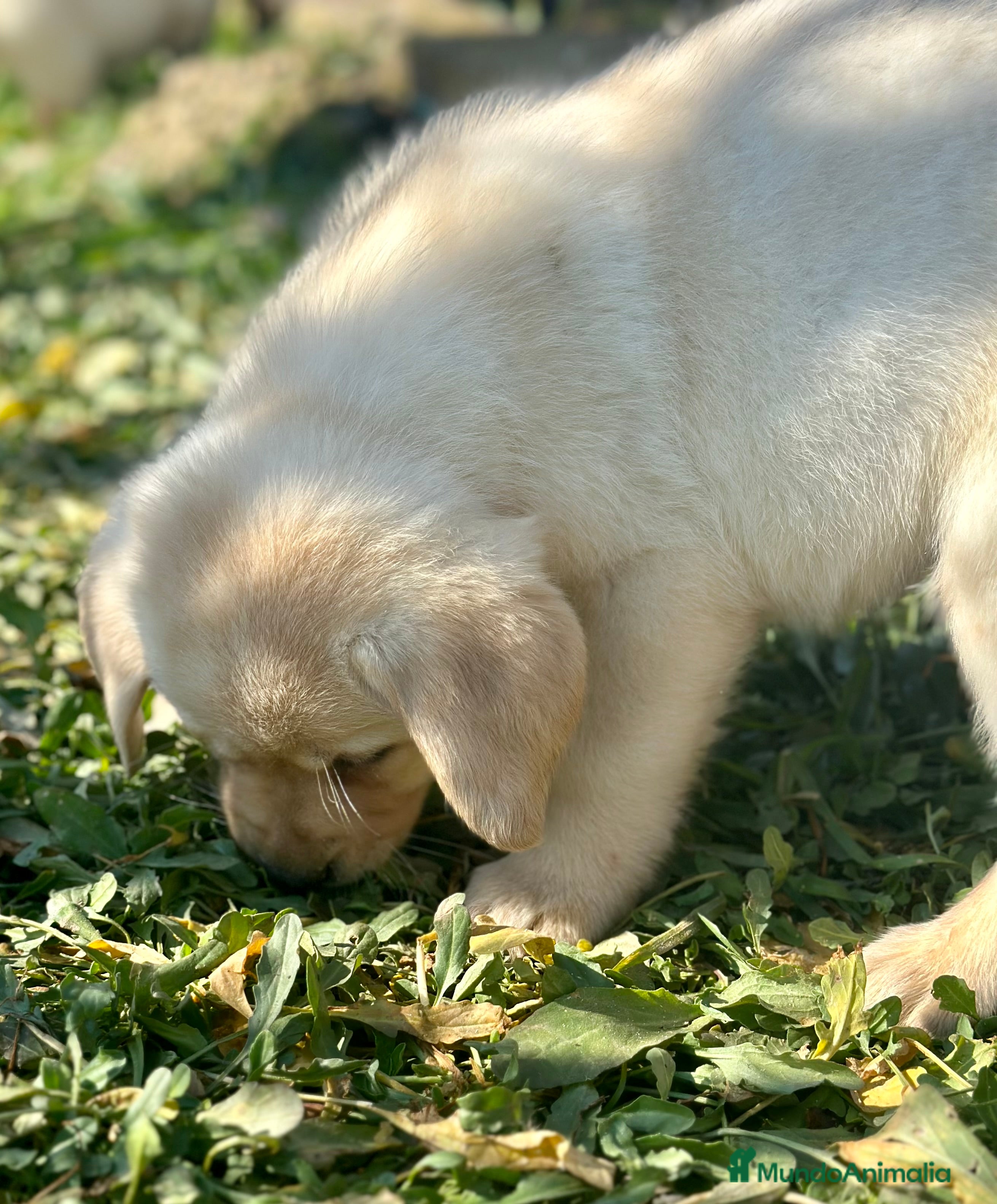Labrador Retriever perros LABRADOR HEMBRA DISPONIBLE en Barcelona - Anuncio 2