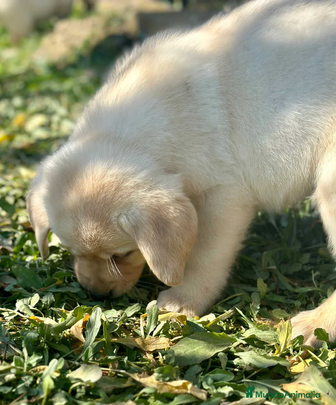 Labrador Retriever perros en venta: LABRADOR HEMBRA DISPONIBLE en Barcelona - Anuncio 2