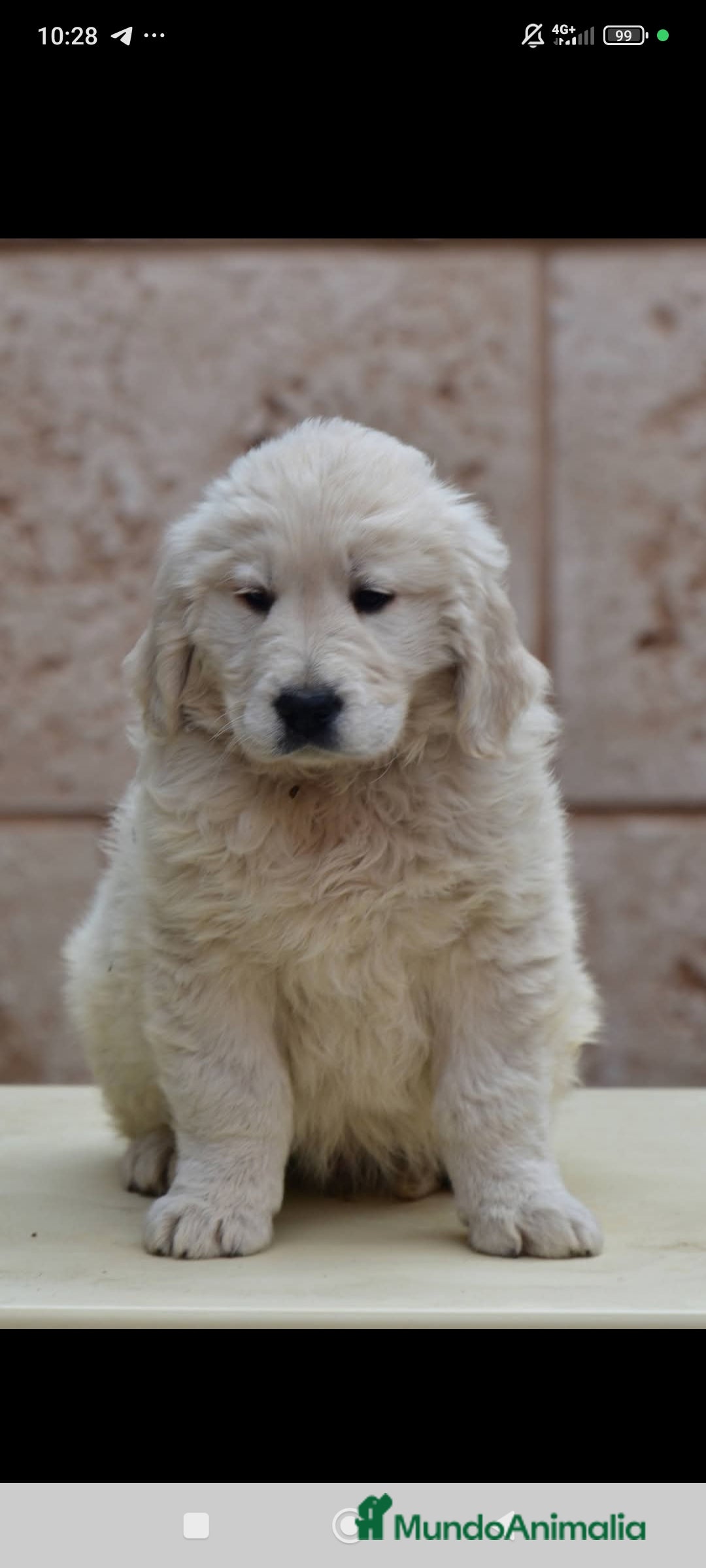 Golden Retriever perros en venta: Gran ejemplar de GOLDEN RETREVIER  - Anuncio 2