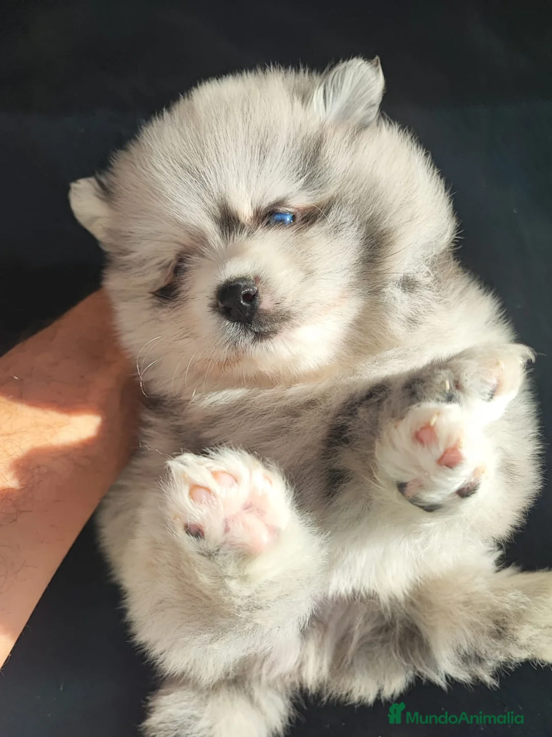 Spitz pequeño - Kleinspitz perros en venta: SPITZ ALEMAN MERLE - Anuncio 2