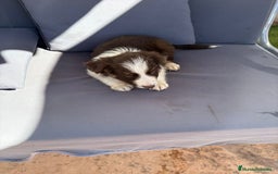 Border Collie perros en venta: Border collie chocolate  - Imagen 27